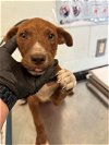 adoptable Dog in , TX named SADIE