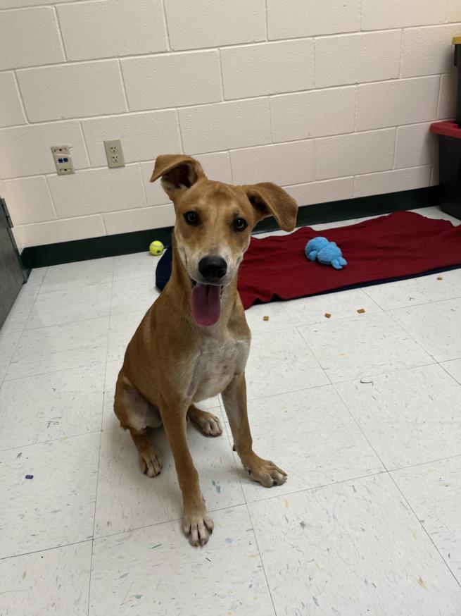 adoptable Dog in Corpus Christi, TX named GRUMP