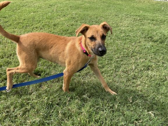 adoptable Dog in Corpus Christi, TX named PLUMP