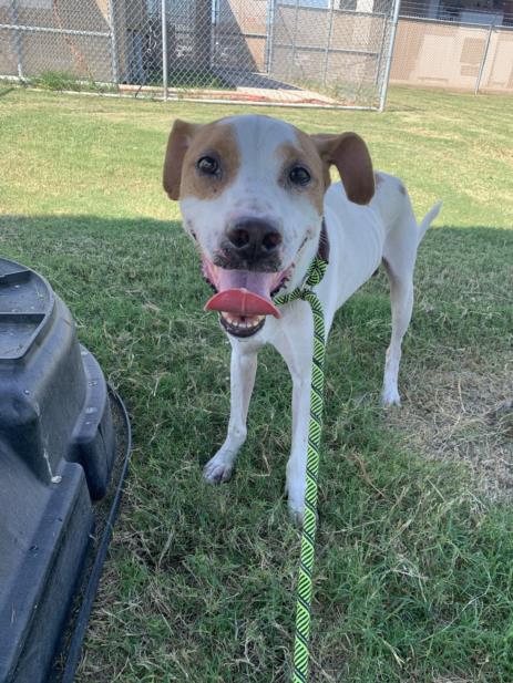 adoptable Dog in Corpus Christi, TX named SHERMAN