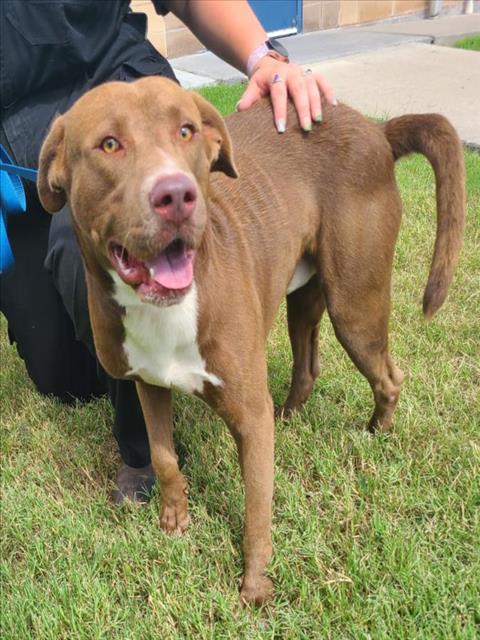 adoptable Dog in Corpus Christi, TX named RAMBO