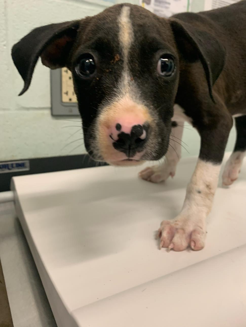 adoptable Dog in Corpus Christi, TX named DONALD