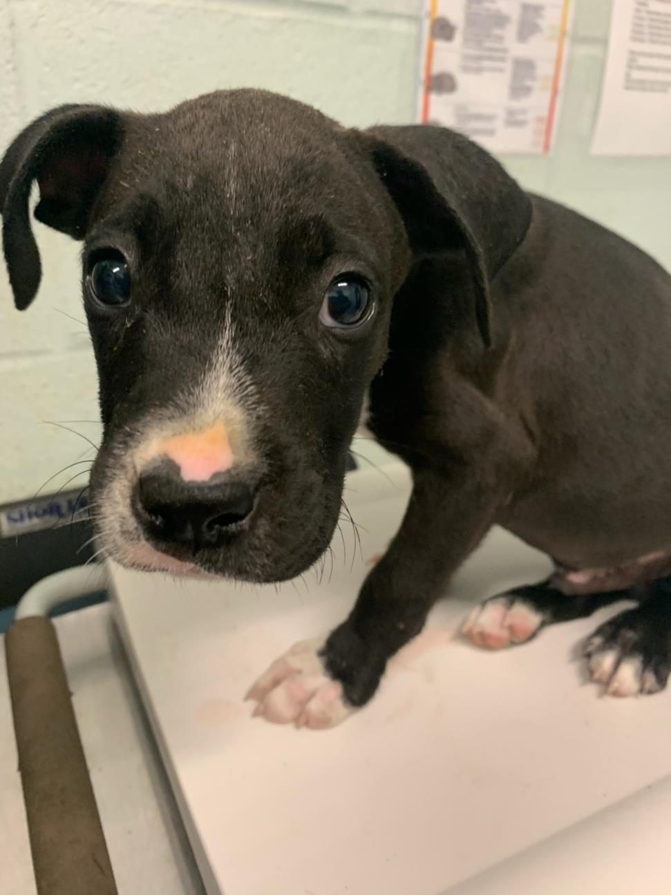 adoptable Dog in Corpus Christi, TX named GOOFY