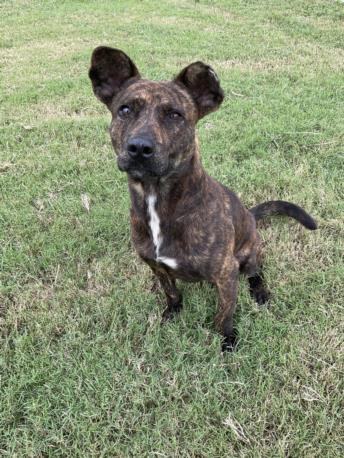 adoptable Dog in Corpus Christi, TX named JASPER