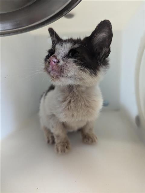 picture of the cat needing adoption