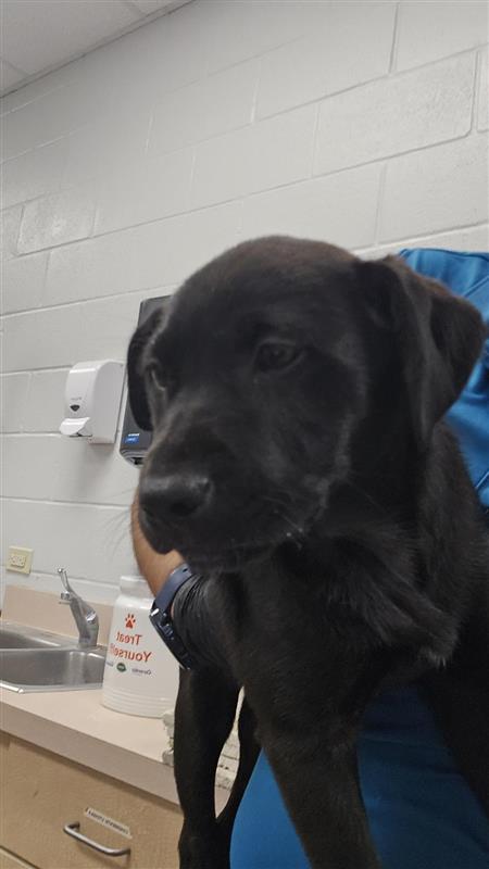 picture of the dog needing adoption