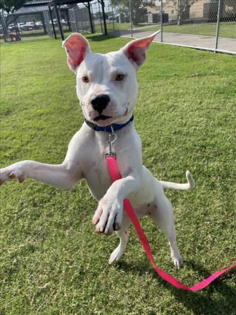 picture of the dog needing adoption