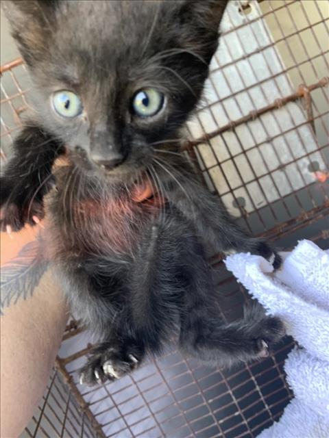 picture of the cat needing adoption