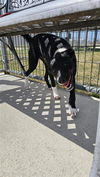 adoptable Dog in  named JOHNNA