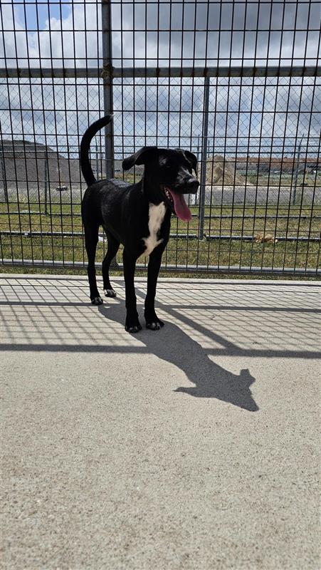 adoptable Dog in Corpus Christi, TX named LIZBETH