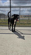 adoptable Dog in  named LIZBETH