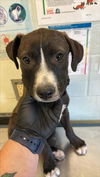 adoptable Dog in  named PERRIE