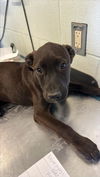 adoptable Dog in  named LEIGH-ANNE