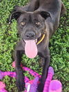 adoptable Dog in  named FENIX