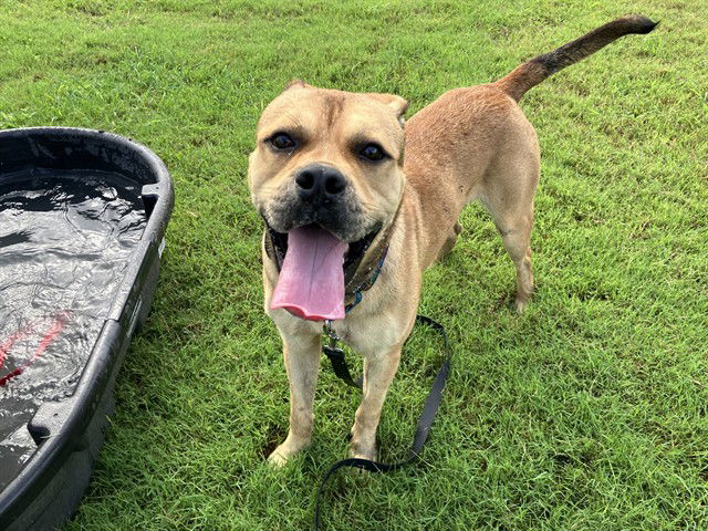 adoptable Dog in Corpus Christi, TX named KOBE