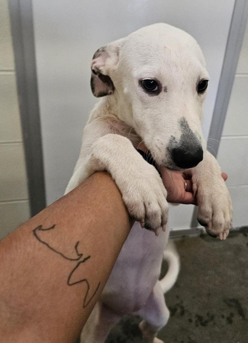 adoptable Dog in Corpus Christi, TX named AMY ROSE