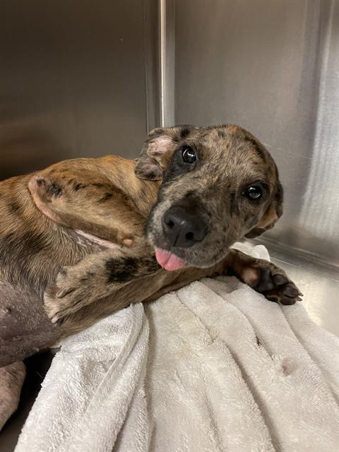 adoptable Dog in Corpus Christi, TX named BLAZE
