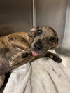 adoptable Dog in  named BLAZE
