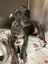adoptable Dog in  named ROUGE