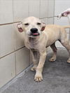 adoptable Dog in  named TAILS