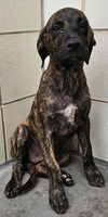 adoptable Dog in  named SURGE