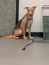 adoptable Dog in  named CANELA