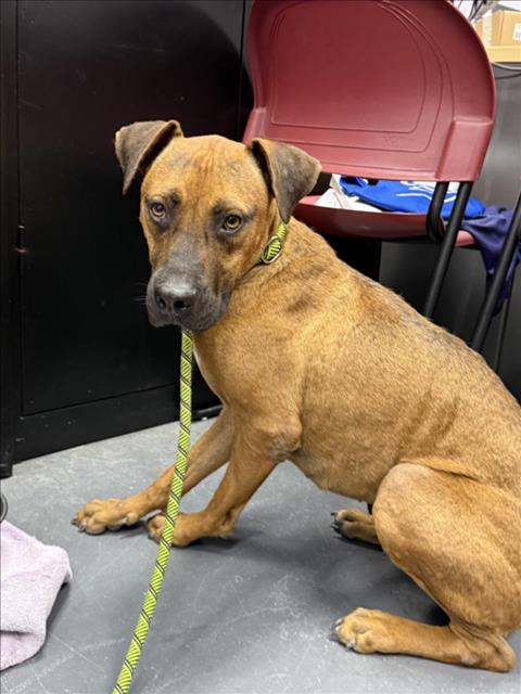 adoptable Dog in Corpus Christi, TX named CARMELO