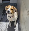 adoptable Dog in  named NEBULA