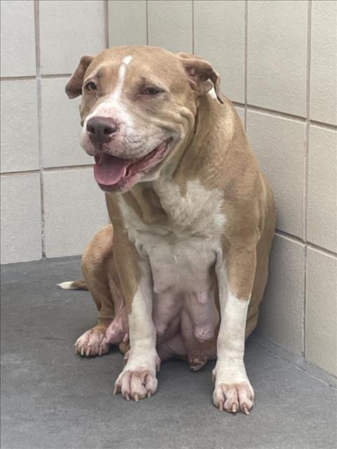 adoptable Dog in Corpus Christi, TX named MISSY