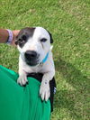 adoptable Dog in  named MAGGIE