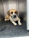 adoptable Dog in  named SOLEMA