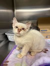 adoptable Cat in  named MASON