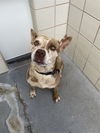 adoptable Dog in  named MAC