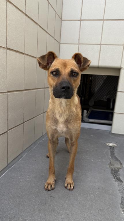 adoptable Dog in Corpus Christi, TX named BROWNIE