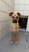 adoptable Dog in  named BROWNIE