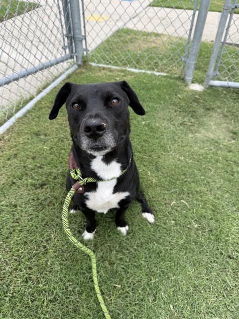 adoptable Dog in Corpus Christi, TX named ACHILLES