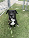 adoptable Dog in  named ACHILLES
