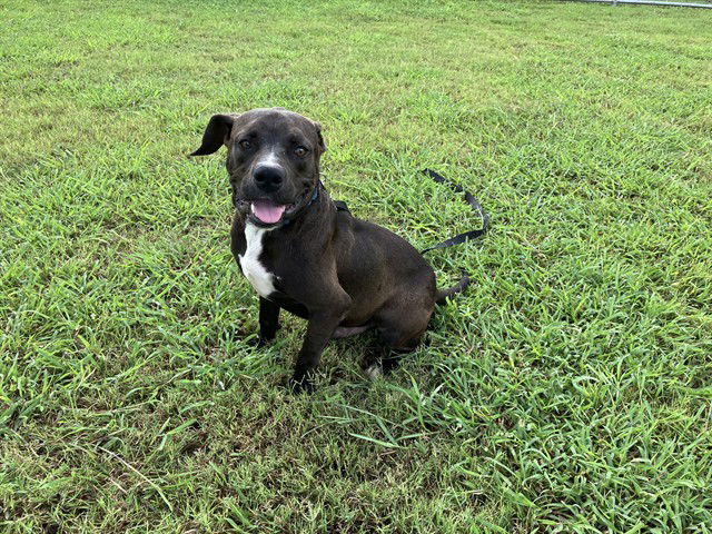 adoptable Dog in Corpus Christi, TX named ROBERT