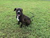 adoptable Dog in  named ROBERT