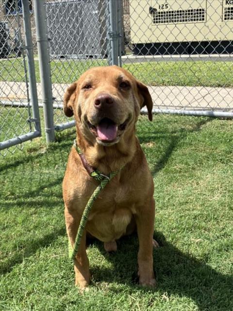 adoptable Dog in Corpus Christi, TX named CHARLIE BROWN