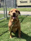 adoptable Dog in  named CHARLIE BROWN