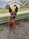 adoptable Dog in  named ATHENA