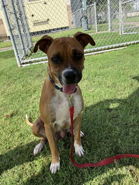 adoptable Dog in Corpus Christi, TX named MS MUFFETT