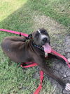 adoptable Dog in  named MARY PUPPINS