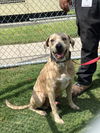 adoptable Dog in  named CHACO