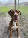 adoptable Dog in  named ROSIE