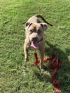adoptable Dog in  named BEENIE