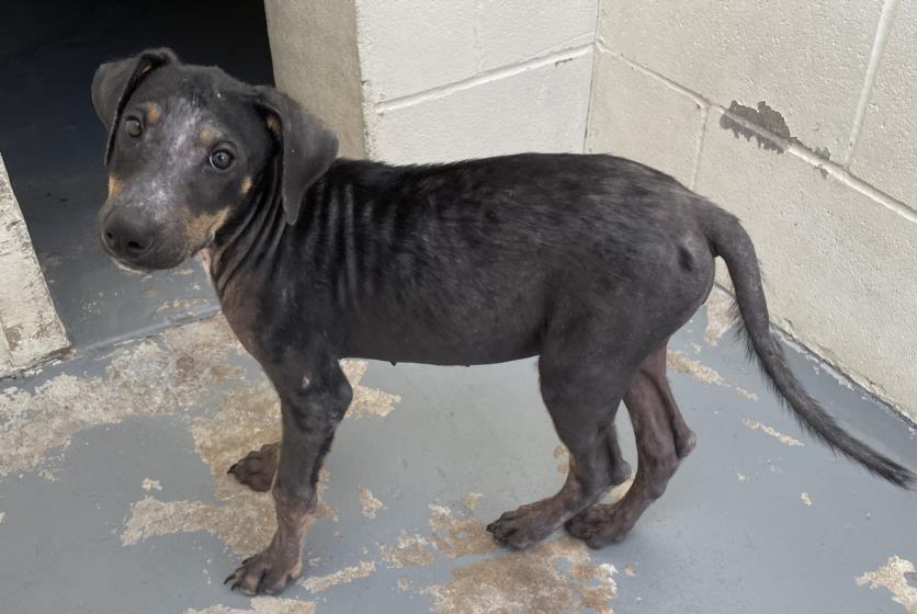 adoptable Dog in Corpus Christi, TX named FEEBIE