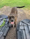 adoptable Dog in  named NORMA JEAN
