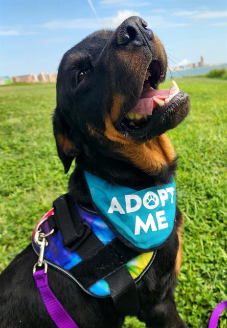 adoptable Dog in Corpus Christi, TX named OSO